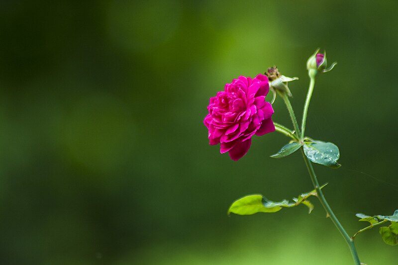 File:001Rose Flower.jpg