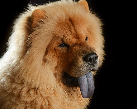 A close-up of the Chow Chow's characteristic blue-black tongue in a male Chow Chow