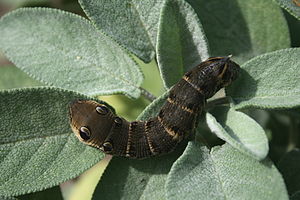 Caterpillar of the Deilephila elpenor.