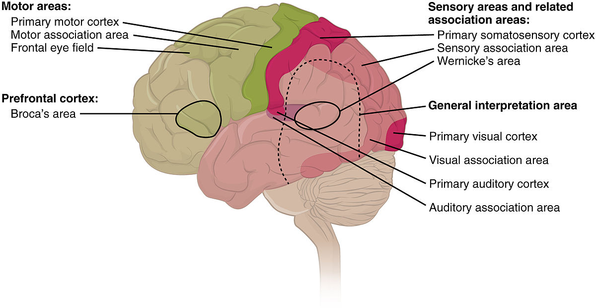 1604 Types of Cortical Areas-02.jpg