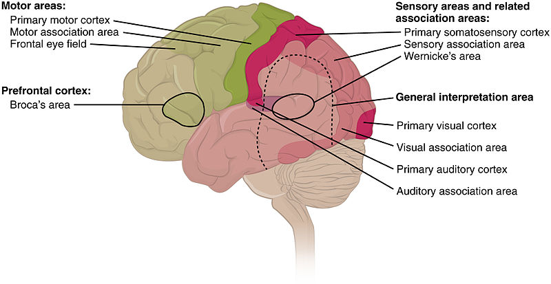 File:1604 Types of Cortical Areas-02.jpg