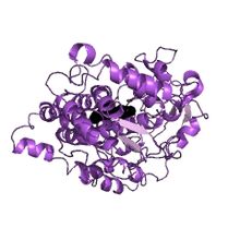 Modèle tridimensionnel de l'enzyme