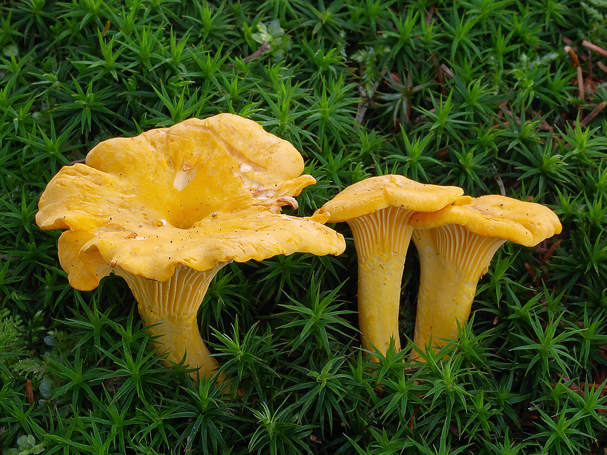 Echter Pfifferling (Cantharellus cibarius)