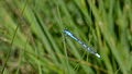 Pokaljungfer (Pokal-Azurjungfer), Männchen - Erythromma lindenii oder Cercion lindenii