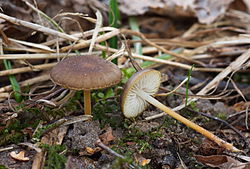 Kibe käbikõrges Strobilurus tenacellus