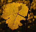 * Nomination Against-light shot of a leaf of grapevine with autumn colors. --F. Riedelio 17:14, 14 November 2014 (UTC) * Promotion QI -- Spurzem 08:46, 15 November 2014 (UTC)