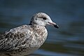 * Nomination A ring-billed gull on the beach of Tadoussac (Quebec, Canada). --0x010C 09:46, 15 May 2017 (UTC) * Decline Not alll is sharp enough, sorry --Cvmontuy 04:42, 21 May 2017 (UTC)