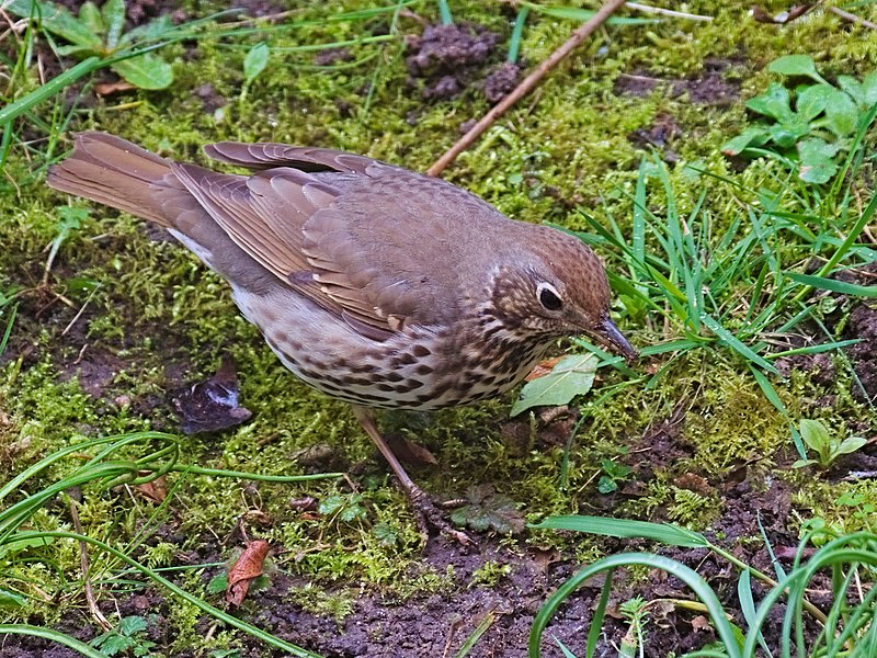 File:2018.03.20.-01-Mannheim-Vogelstang--Singdrossel.jpg