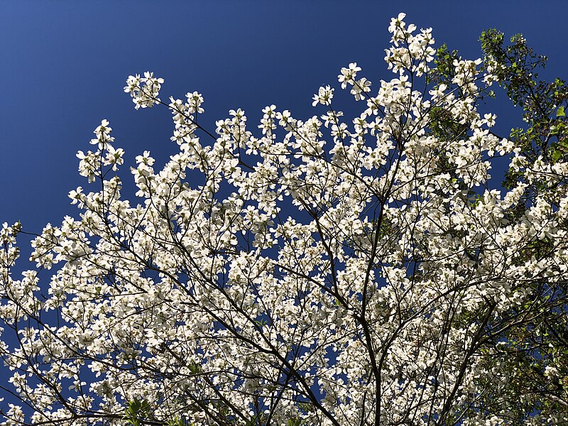 File:2021-04-18 10 30 46 View up into the canopy of a White Flowering Dogwood blooming in spring along a walking path in the Franklin Farm section of Oak Hill, Fairfax County, Virginia.jpg