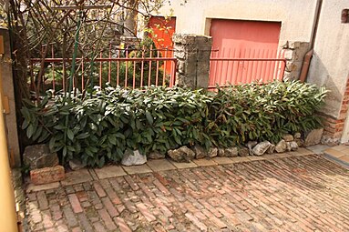 Низька огорожа з вічнозеленого барбарису (Prunus laurocerasus)