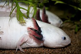 Albínó mexikói axolotl