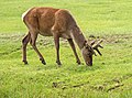 * Nomination: Altai wapiti with velvet horns an Karkaraly national park. Karaganda Region, Kazakhstan. By User:Marat Rysbekov --Красный 07:03, 29 June 2024 (UTC) * * Review needed