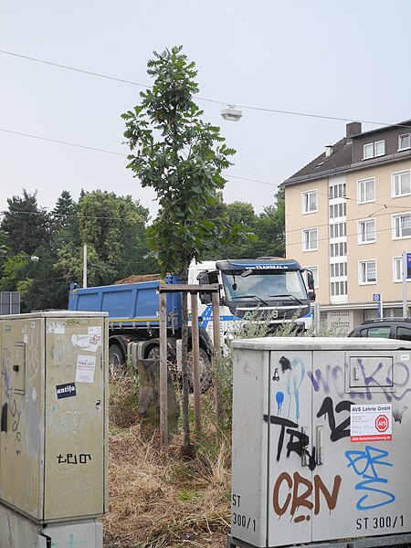 File:7000 Eichen - Holländische Straße 2019-08-02 a.JPG