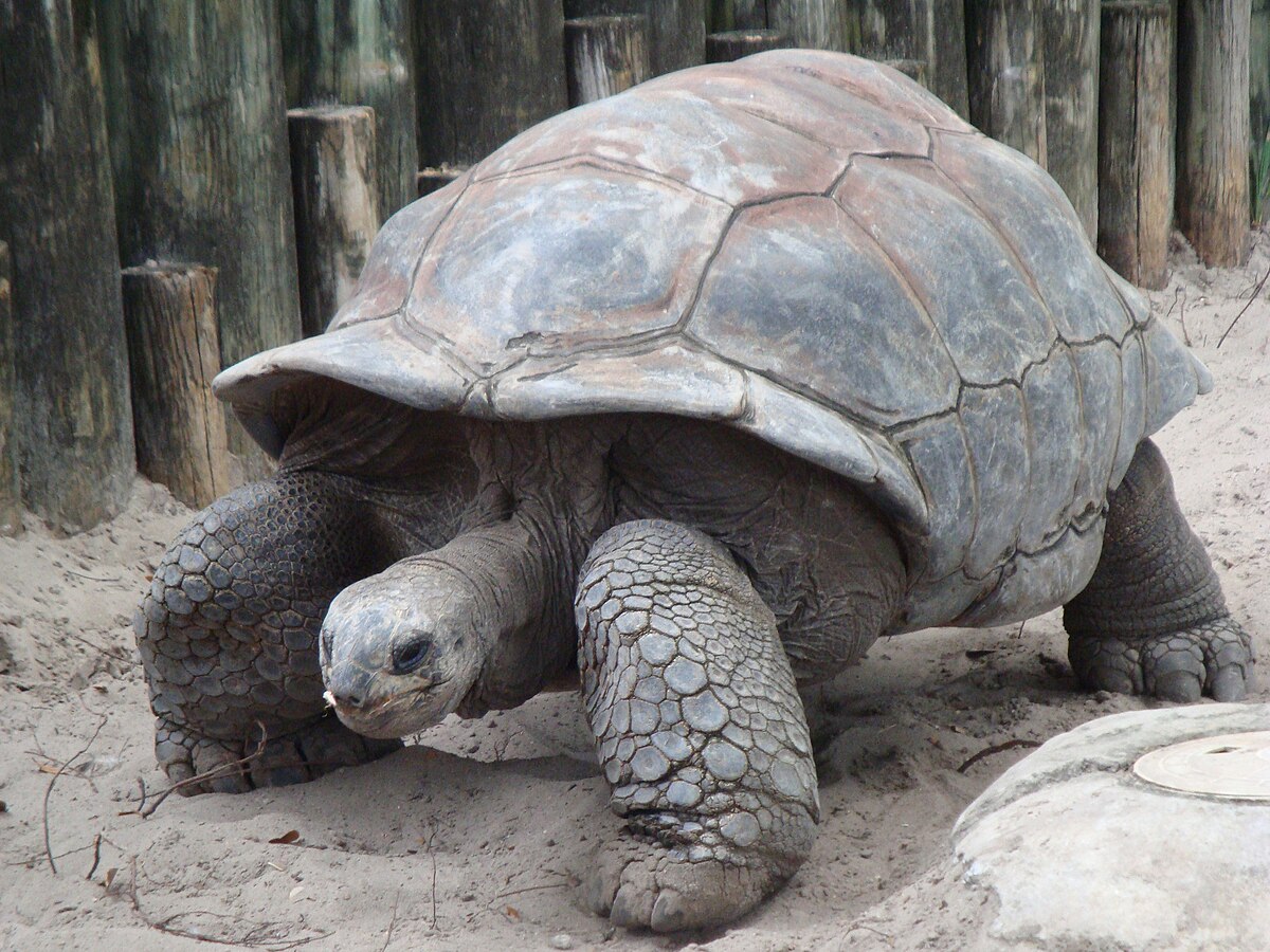 Tortoise - Wikipedia