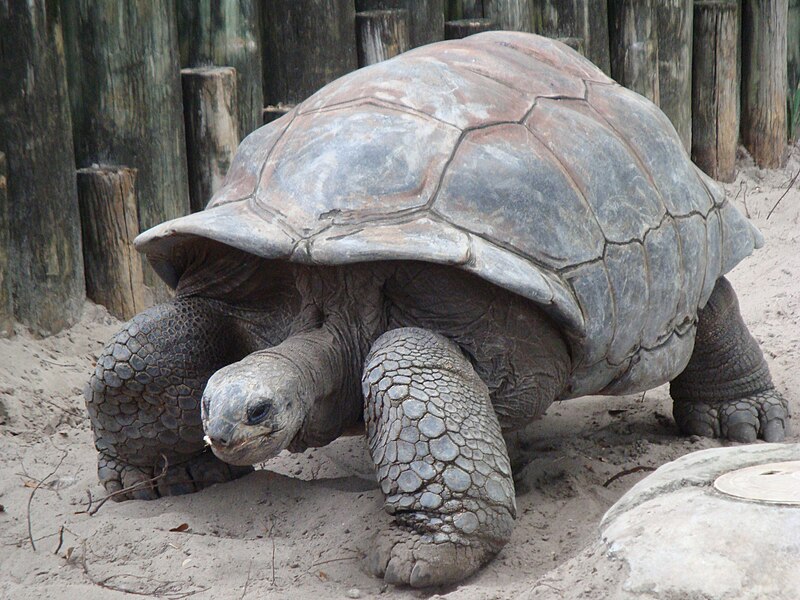 Aldabranjättiläiskilpikonna (ldabrachelys gigantea)