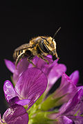 Lebah pada bunga alfalfa