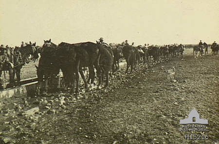 Horses from the 12th Light Horse Regiment drink at Beersheba.