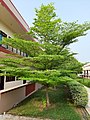 A Tree in Village Malke, Punjab.jpg