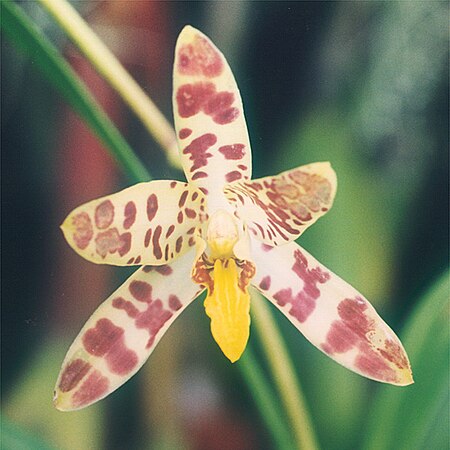 Tập_tin:A_and_B_Larsen_orchids_-_Ansellia_africana_587-8x.jpg