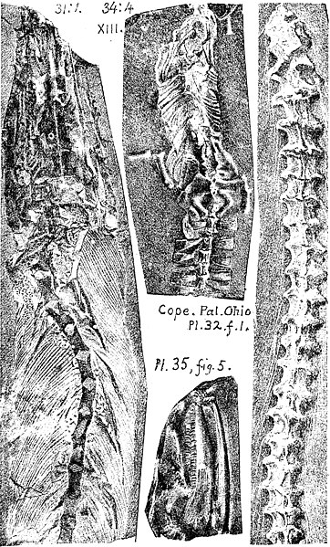 File:A dictionary of the fossils of Pennsylvania and neighboring states named in the reports and catalogues of the survey (1889) (20806628325).jpg