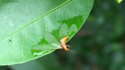 Fil:A hydrophilic termite (Schedorhinotermes sp.) attached to the surface of a wetted citrus leaf - pone.0024368.s007.ogv