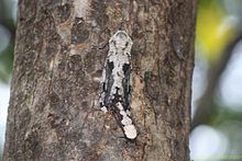 A moths sp. taken by Sanath Bandara Herath.jpg