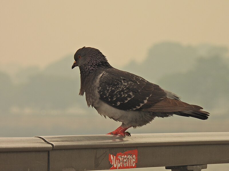 File:A pigeon on the coast with a background obscured by wildfire smoke.jpg