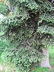 Abies numidica 01 by Line1.jpg