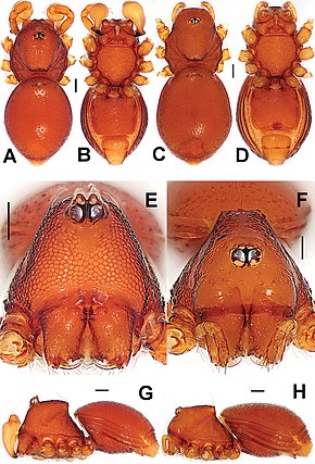 A kép leírása Ablemma malacca (10.3897-zookeys.661.10677) 7. ábra. Jpg.