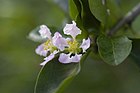 Acerola-florDSC7554.jpg