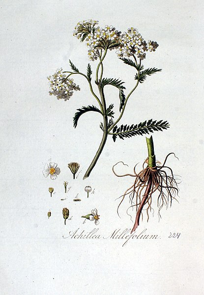 File:Achillea millefolium — Flora Batava — Volume v3.jpg