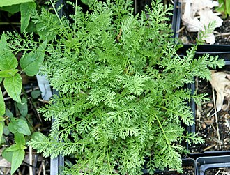 Achillea nobilis foliage Achillea nobilis foliage.jpg