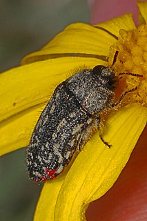 <i>Acmaeodera miliaris</i> species of insect