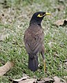 * Nomination Common myna (Acridotheres tristis) at Kuala Lumpur, Malaysia. Please don't ignore me! --GerifalteDelSabana 05:37, 22 July 2018 (UTC) * Promotion Good quality, but the coordinates are welcome. Tournasol7 06:55, 22 July 2018 (UTC) @Tournasol7:  Done for both. --GerifalteDelSabana 08:30, 22 July 2018 (UTC)