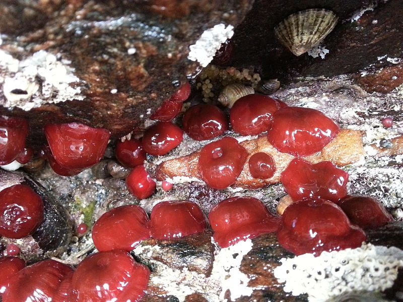 File:Actinia equina above water Rogaland Norway July2014.jpg