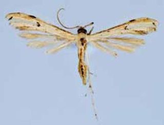 <i>Adaina ipomoeae</i> Species of plume moth