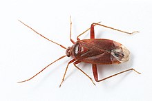 Adelphocoris ticinensis