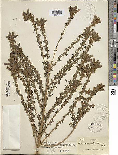 File:Adenocarpus mannii-NMNH-02290940.jpg