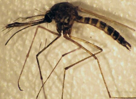 ไฟล์:Aedes taeniorhynchus Adult Male by Natasha Agramonte University Florida.jpg