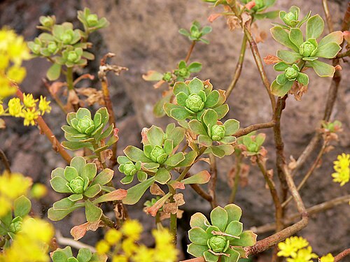 Aeonium spathulatum P1050456.JPG