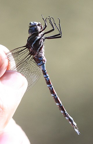 <i>Aeshna walkeri</i> Species of dragonfly