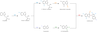 The enzymatic pathway used to assemble AETX from tryptophan Aetokthonotoxin svg 1.svg