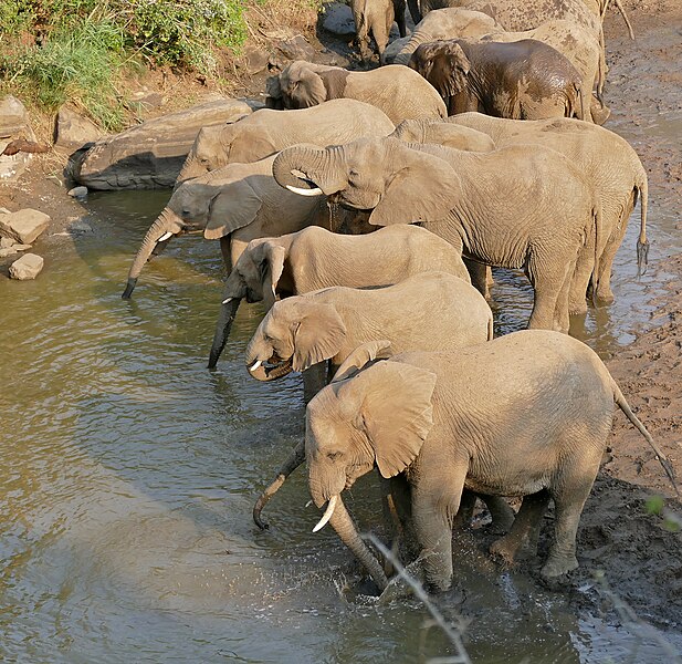 File:African Elephants (Loxodonta africana) drinking at Mphafa waterhole ... (32202153321).jpg