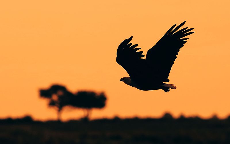 File:African fish eagle, Haliaeetus vocifer, at Chobe National Park, Botswana (33516583861).jpg