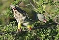 African green pigeon, Treron calvus, Kruger main road near Punda Maria turn-off, Kruger National Park, South Africa (26120096292).jpg