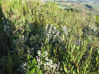 Agathosma crenulata growing in fynbos in the Western Cape in South Africa Agathosma crenulata 9790.jpg