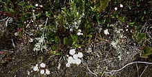 Ageratina tinifolia - Páramo de Ocetá.jpg