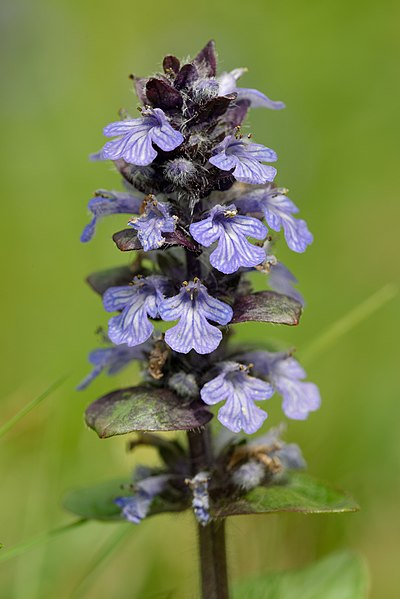 File:Ajuga reptans Paslieres 2013-05-09 n01.jpg