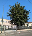 wikimedia_commons=File:Albero latifoglia Via Farini.jpg