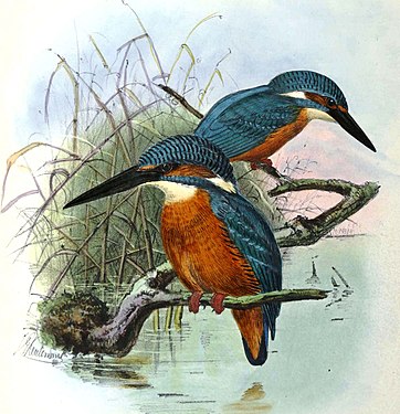 Pescărașul albastru (subspecia bengalensis) după Sharpe
